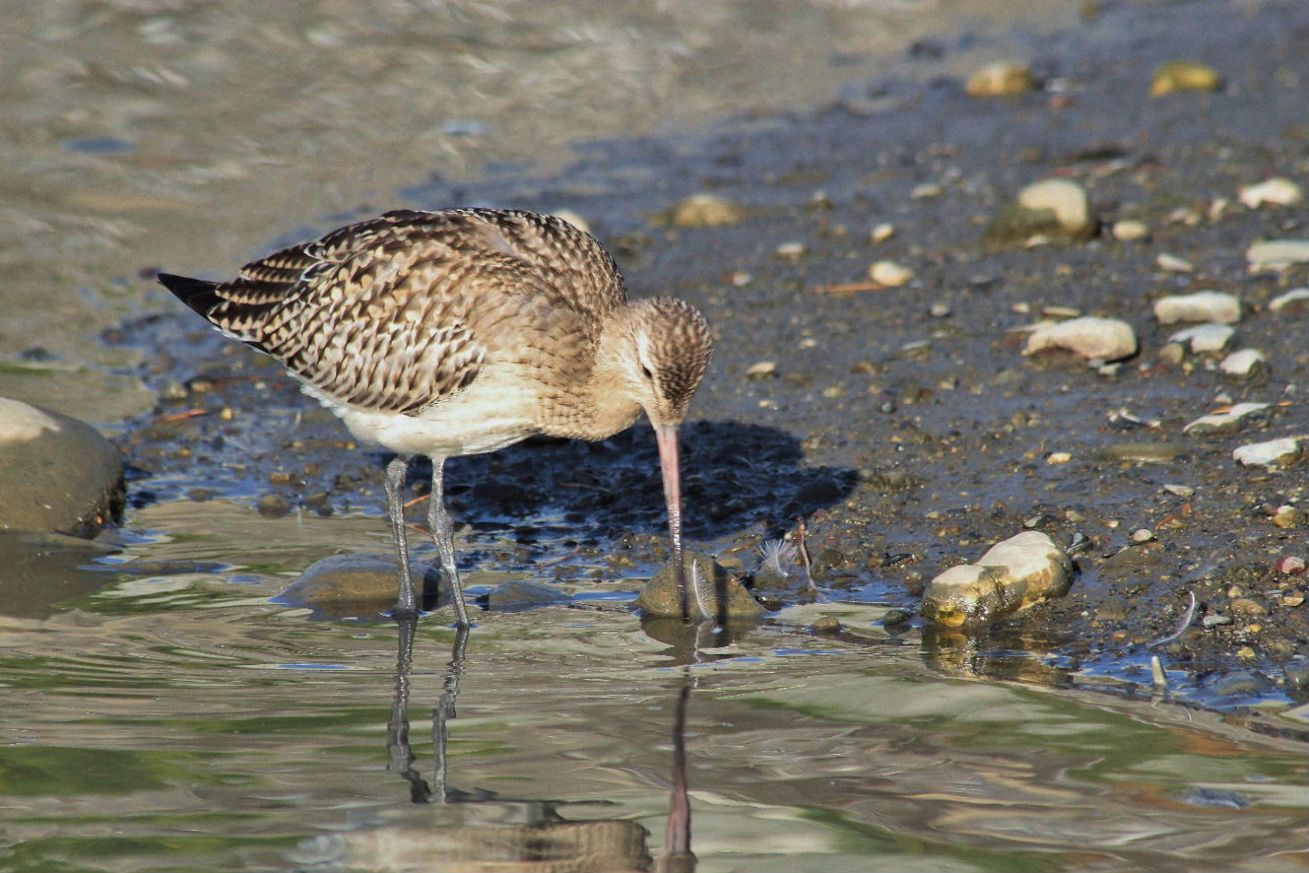 Limosa lapponicaPittima minore